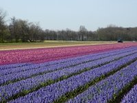 Tijd voor bollen (Tuinieren)