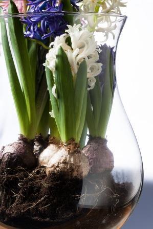 Haal de lente in huis met bloembollen: maak een stilleven (Tuinieren)