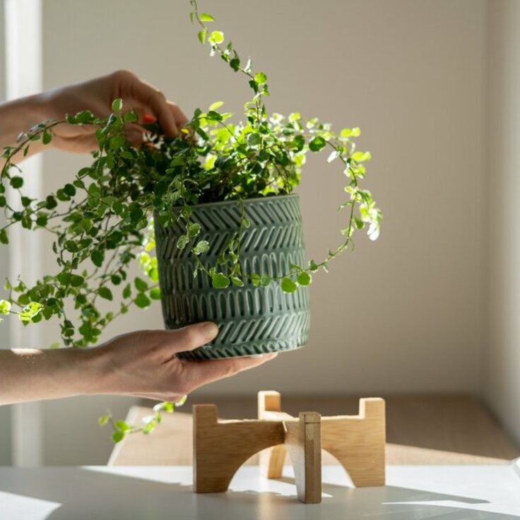 Leuk voor binnen: de bloempot op poten