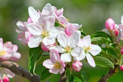 Tuinplanten van maart: Bloesembomen (Uitgelicht: tuinplanten)