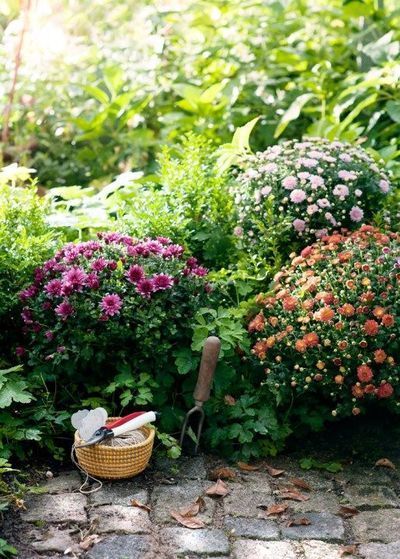 Tuinplant september: Bolchrysant (Uitgelicht: tuinplanten)