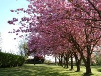 Mooie bomen voor in de tuin (Tuinieren)