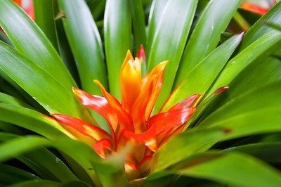 Bromelia: woonplant van de maand maart (Uitgelicht: woonplanten)