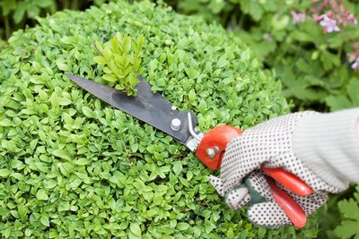 De Buxus snoeien in juni (Tuinieren)