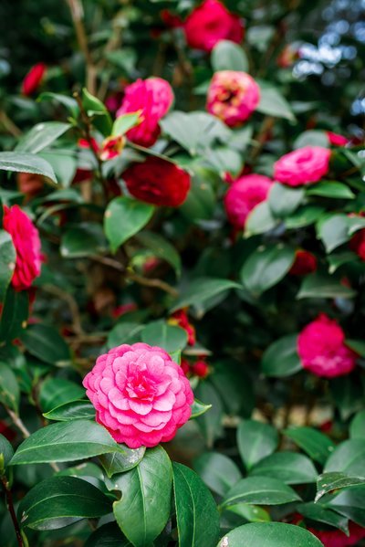 Hoe plant je de Camelia in een kleine tuin? (Tuinieren)