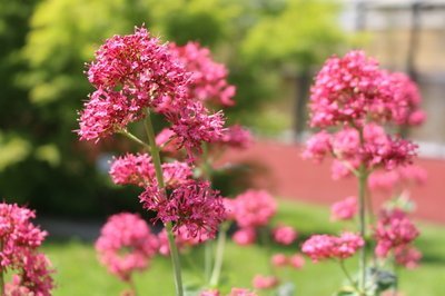 Hoe snoei je de rode valeriaan in het voorjaar? (Tuinieren)