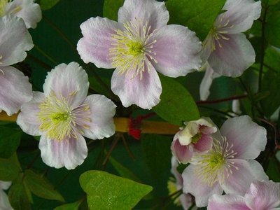 Klimplanten: de Clematis, een 'Wintergroene' klimmer? (Tuinieren)