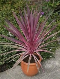 Cordyline, een ideale terras- en balkonplant! (Tuinieren)