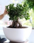 Woonplant van februari: Ficus (Uitgelicht: woonplanten)