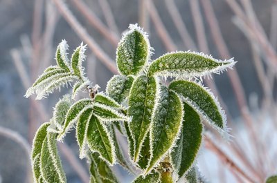 Wat doe je in de tuin in december? (Tuinieren)