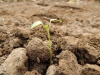 De ideale grond voor je moestuin (Moestuin)