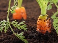 Wat doen we met onze moestuin? (Tuinieren)