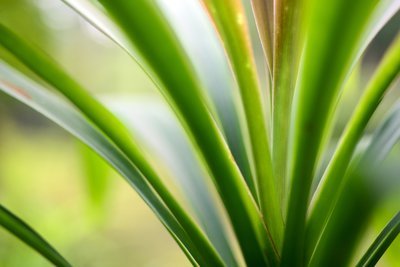 Woonplant januari: Dracaena (Uitgelicht: woonplanten)