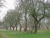 Hoe en wanneer snoei ik mijn appelboom? (Tuinieren)