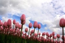 Tulpentijd in januari (Tuinieren)