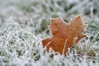 Wat te doen in de maand januari