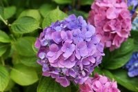 Video boerenhortensia snoeien in maart en april