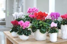 Kies de perfecte pot voor uw plant (Tuinieren)