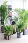 Woonplant van de maand januari: Areca (Uitgelicht: woonplanten)