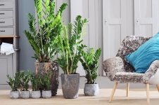 Woonplant van de maand september: Zamioculcas (Uitgelicht: woonplanten)