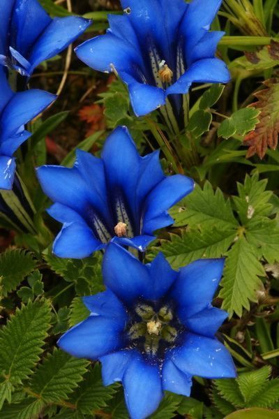 Tuinplant augustus: Gentiaan (Uitgelicht: tuinplanten)