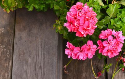 Geraniums verstekken: zo vermeerder je de geranium! (Tuinieren)