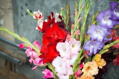 Zomerbloemen in de spotlight: Delphinium, Allium en Gladiool (Tuinieren)