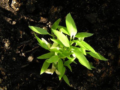 Hoe verbeter je de grond in je tuin? (Tuinieren)