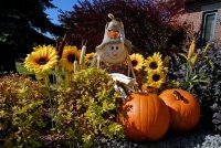 Halloween in het tuincentrum: Trick or Treat? (Feestdagen)