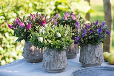 Tuinplant van de Maand augustus: Hebe (Uitgelicht: tuinplanten)