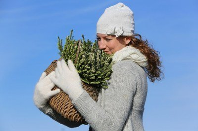 Tuinplant van de Maand januari: Hei (Uitgelicht: tuinplanten)