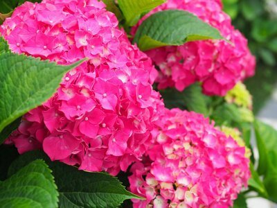 Bewatering van de Hortensia in de zomer (Tuinieren)