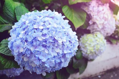 Help! De hortensia wordt kaal (Tuinieren)