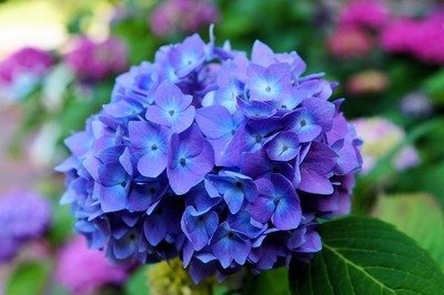 Hoe u een hortensia moet snoeien! (deel 2) (Tuinieren)