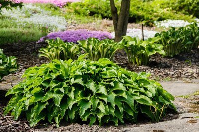 Wat doe je in de tuin in de herfst? (Tuinieren)