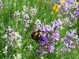 Lavendel snoeien doet u zo! (Tuinieren)