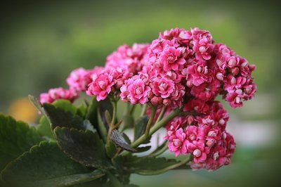 Woonplant juli: Kalanchoë (Uitgelicht: woonplanten)