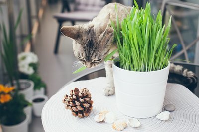 Woonplant oktober: Groene dierenvrienden (Uitgelicht: woonplanten)