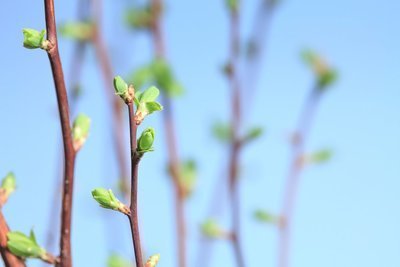 Wat doe je met verdorde en verdroogde planten na de zomer? (Tuinieren)