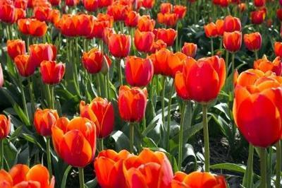 Koningsdag komt er weer aan! (Feestdagen)