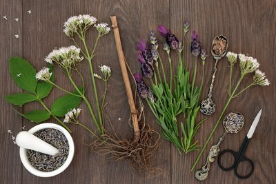 Planten en kruiden tegen stress (Tuinieren)