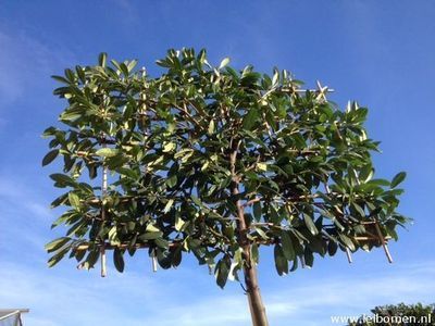 Hoe snoei je de leibomen? (Tuinieren)