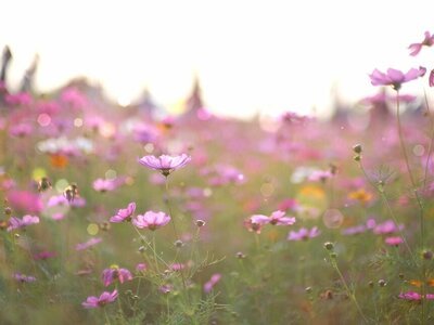 5x typische lentebloemen (Uitgelicht: woonplanten)