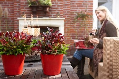 Tuinplant(en) van de maand oktober: groenblijvers! (Uitgelicht: tuinplanten)