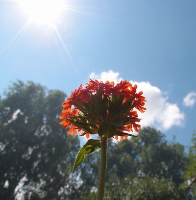 Brandende liefde: de Lychnis chalcedonica (Uitgelicht: tuinplanten)