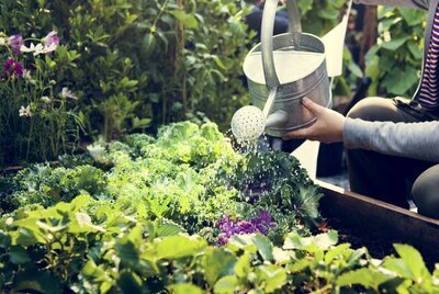 Kun je planten water geven in de zon? (Tuinieren)