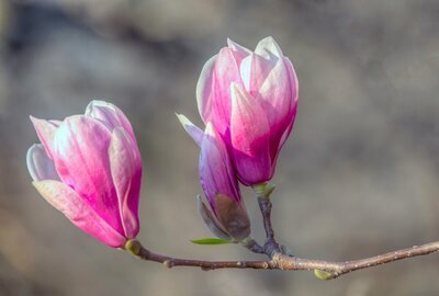 Magnolia snoeien (Tuinieren)