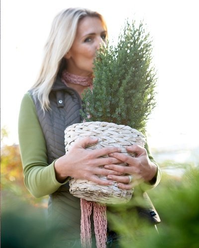 Tuinplant van de Maand december: het miniboompje (Uitgelicht: tuinplanten)