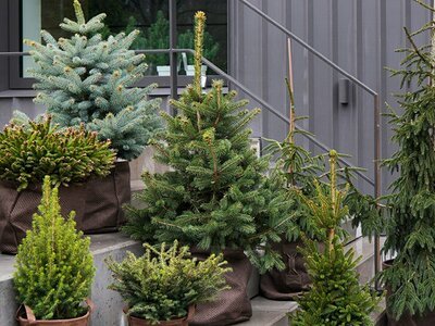 Kerstsparren: tuinplanten van de maand december 2019 (Uitgelicht: tuinplanten)