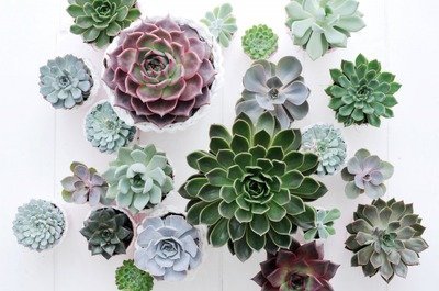 De woonplant van de maand augustus: de Echeveria (Uitgelicht: woonplanten)